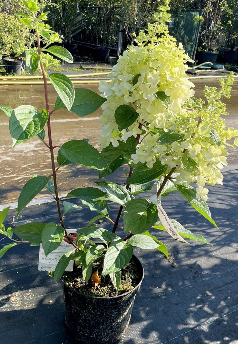 Hydrangea paniculata ´Candlelight´