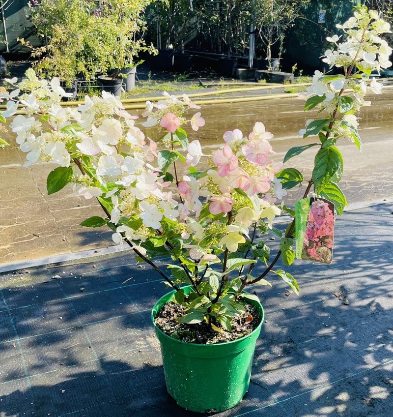 Hydrangea paniculata ´Magical Fire´