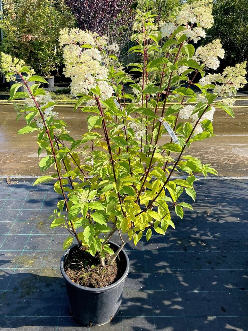 Hydrangea paniculata ´Vanille Fraise´