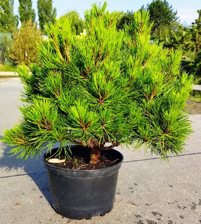 Pinus nigra ´Brepo´