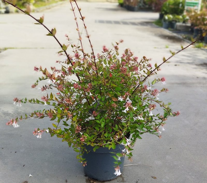 Abelia x grandiflora