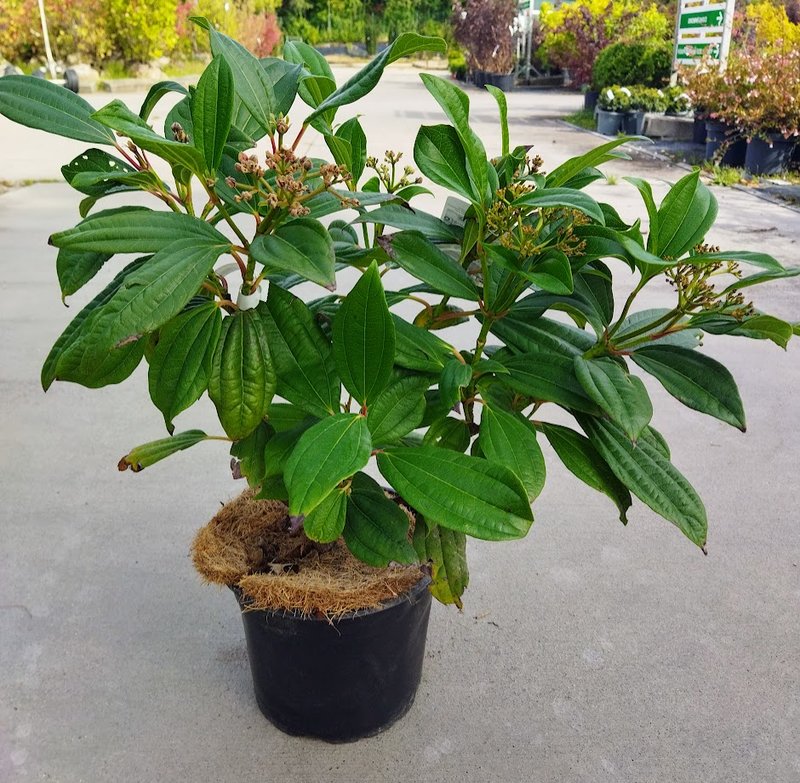 Viburnum davidii