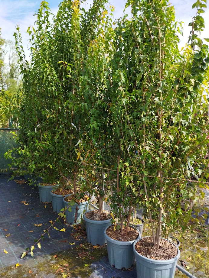 Acer ginnala