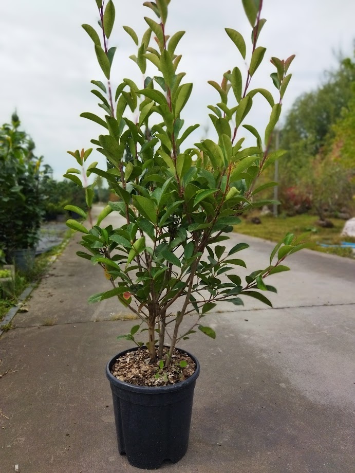 Photinia x fraseri ´Red Robin´