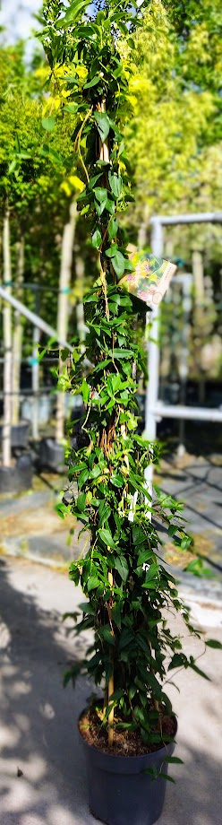 Lonicera henryi