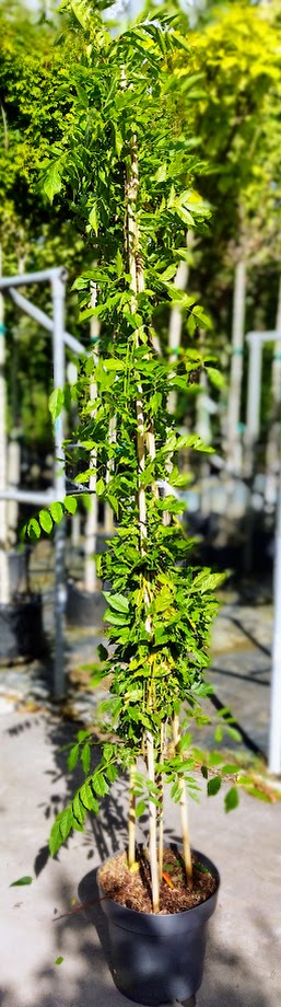 Wisteria sinensis ´Prolific´