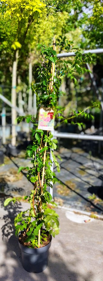 Campsis x tagliabuana ´Mme Galen´