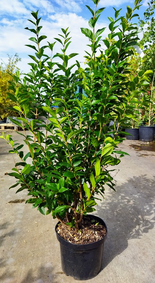 Ligustrum ovalifolium