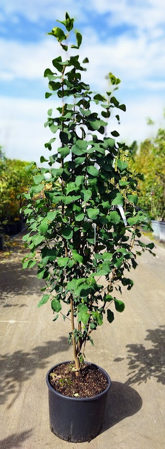 Amelanchier alnifolia ´Obelisk´