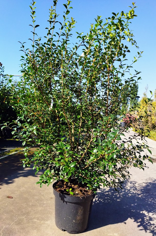 Osmanthus burkwoodii