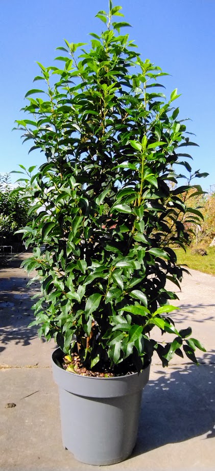 Prunus lusitanica ´Angustifolia´