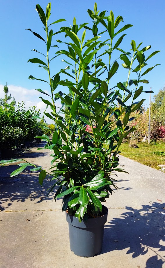 Prunus laurocerasus ´Caucasica´