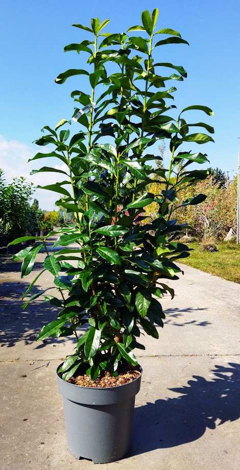 Prunus laurocerasus ´Genolia´