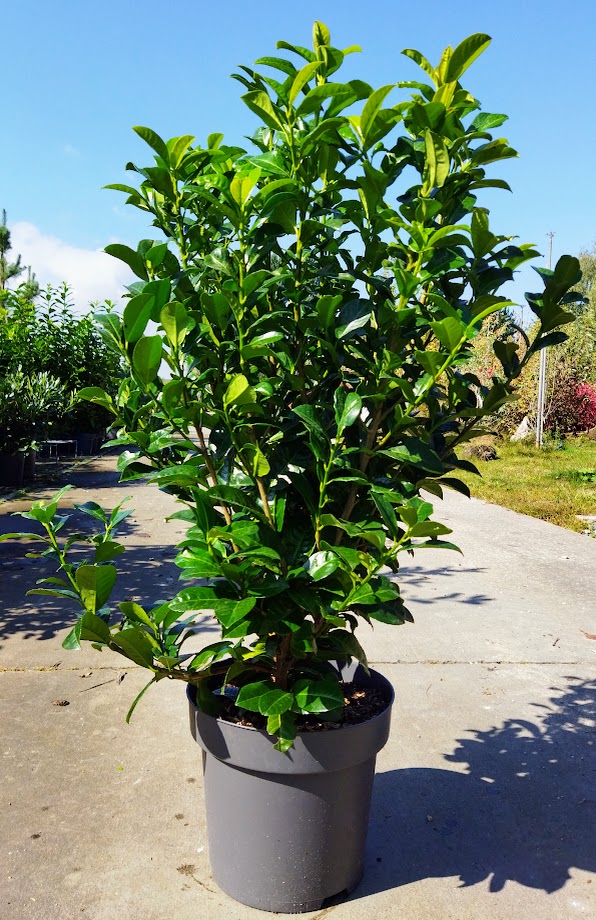 Prunus laurocerasus ´Ani´