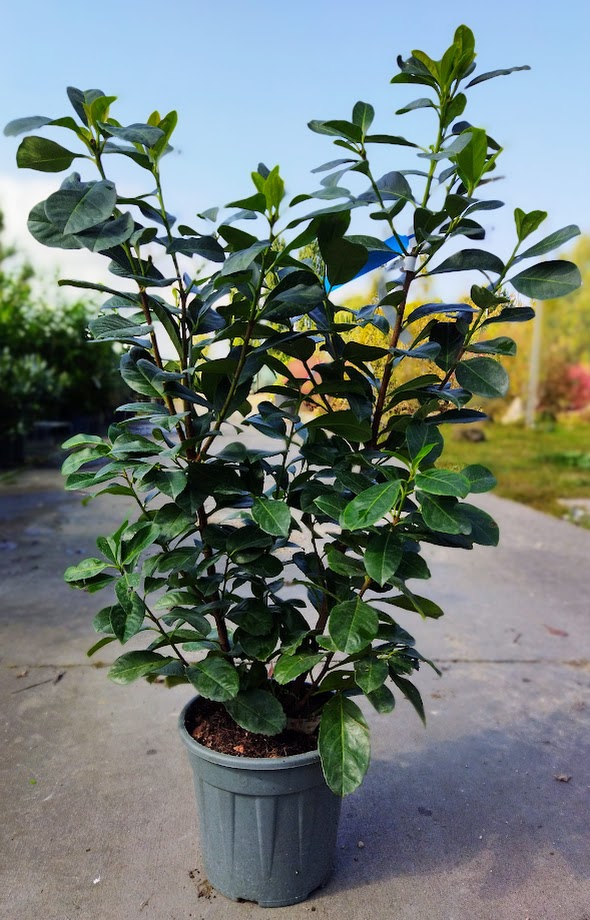 Prunus laurocerasus ´Etna´