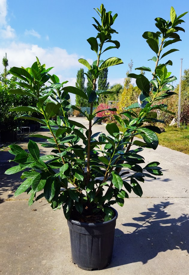 Prunus laurocerasus ´Novita´