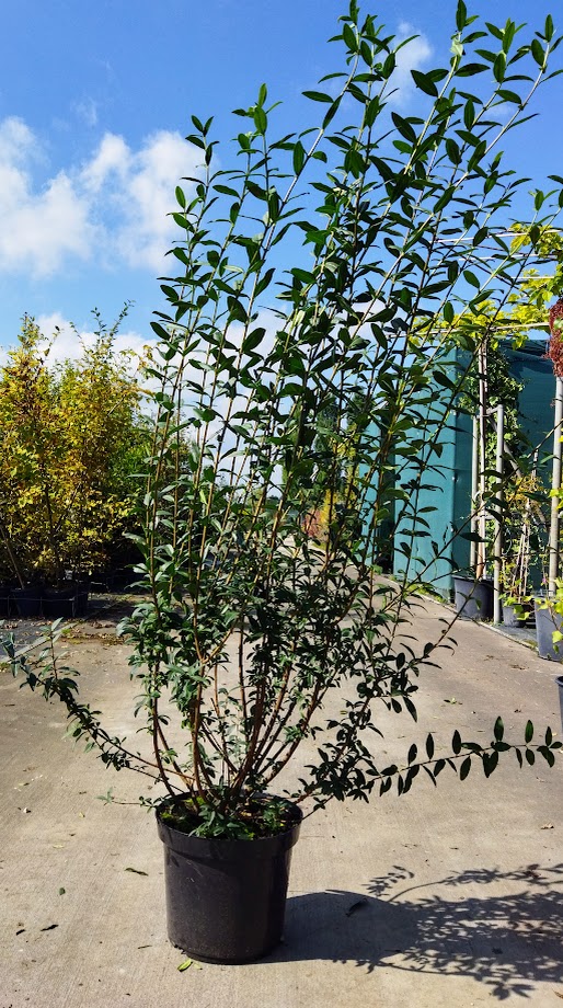 Ligustrum vulgare ´Atrovirens´