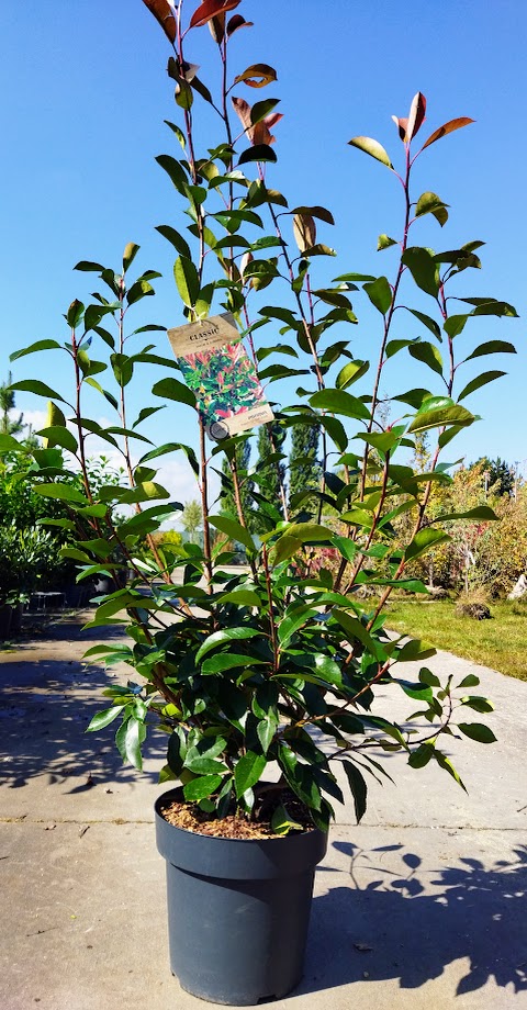 Photinia x fraseri ´Red Robin´