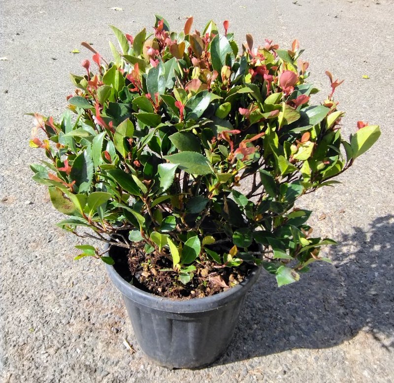 Photinia x fraseri ´Little Red Robin´