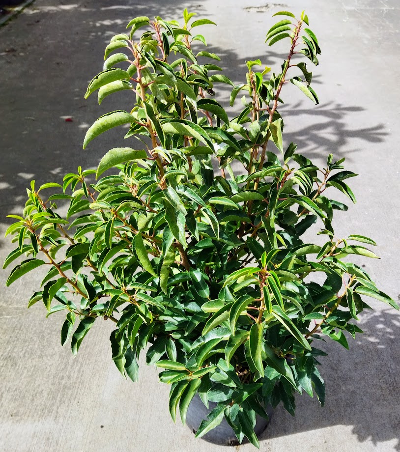 Prunus lusitanica ´Angustifolia´