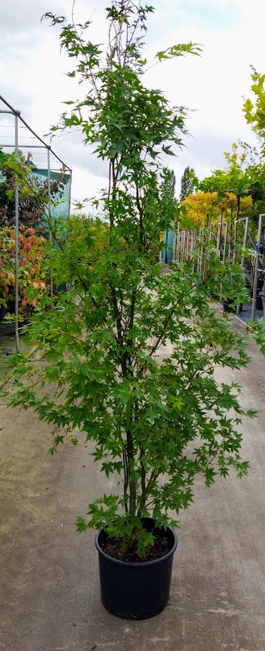 Acer palmatum