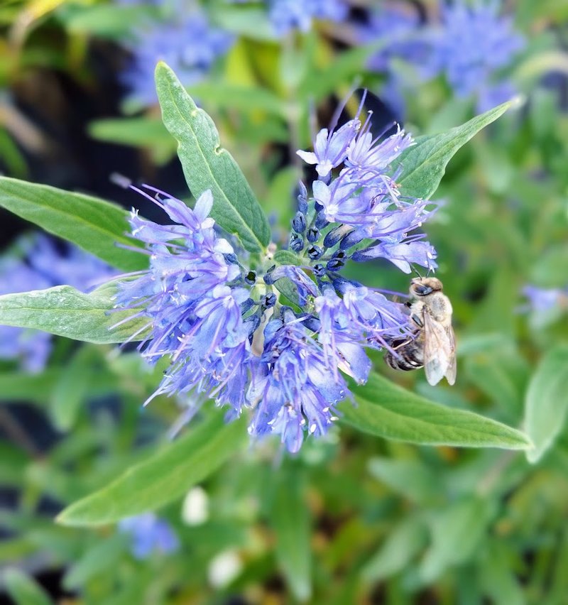 Caryopteris clandonensis ´Kew Blue´