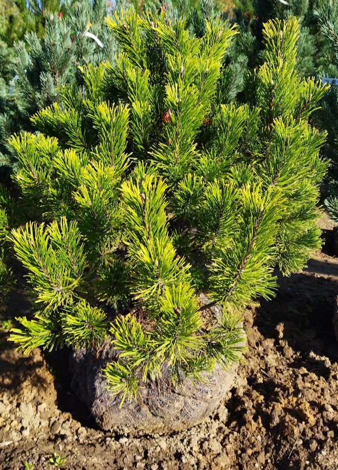 Pinus mugo ´Carsten´s Wintergold´