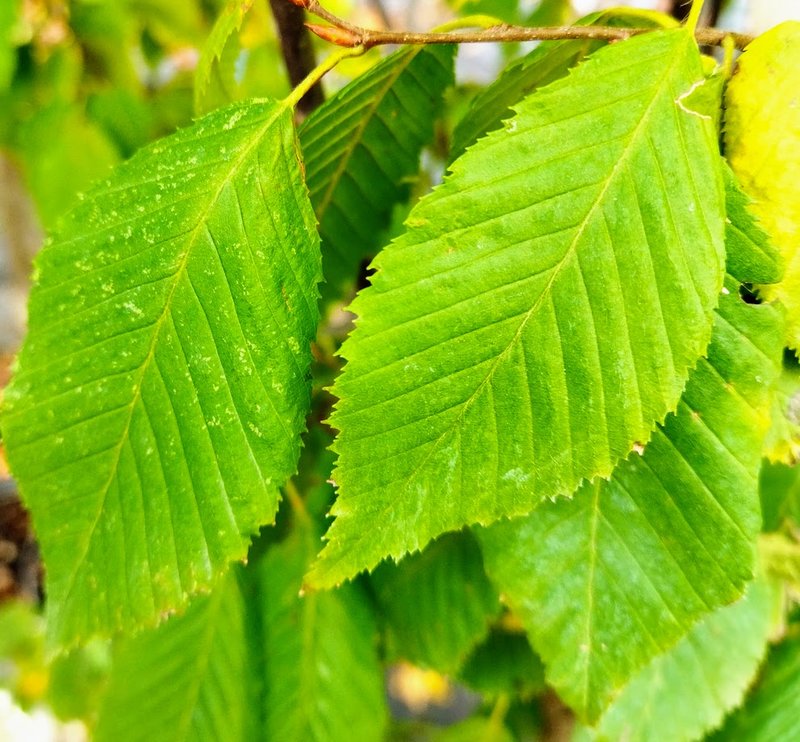 Carpinus betulus ´Lucas´